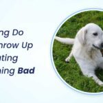 How Long Do Dogs Throw Up After Eating Something Bad