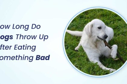 How Long Do Dogs Throw Up After Eating Something Bad