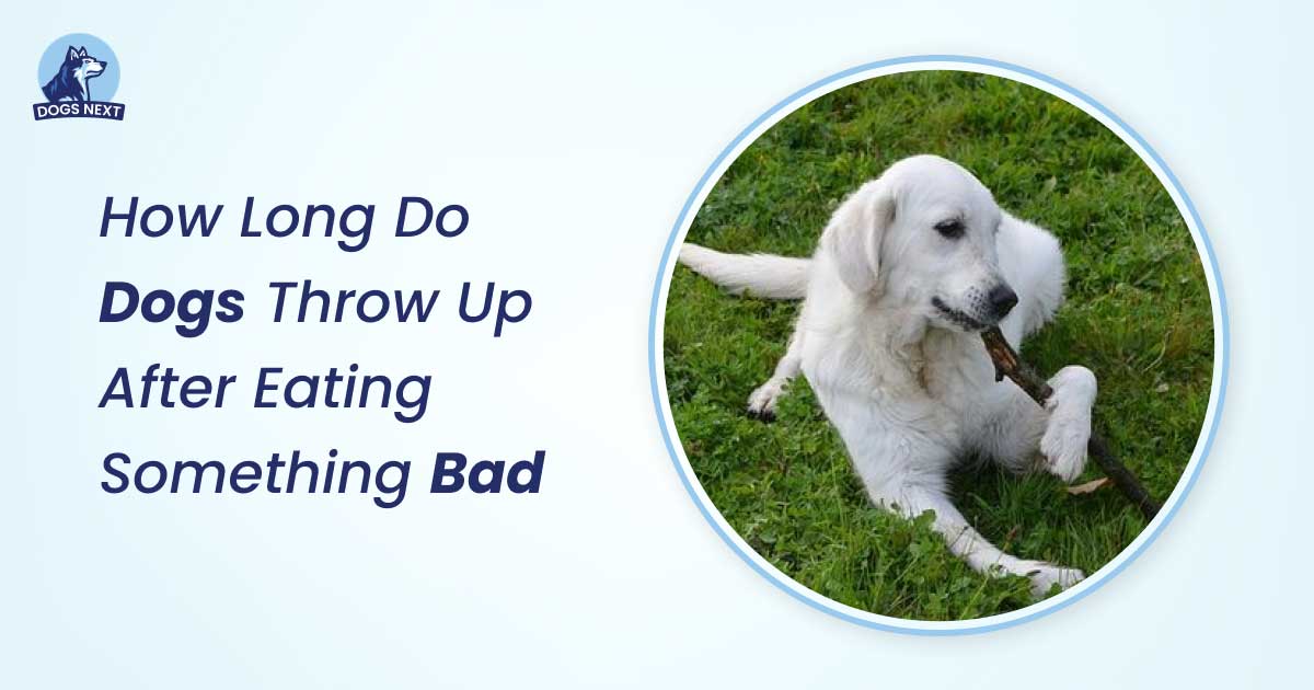 How Long Do Dogs Throw Up After Eating Something Bad