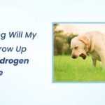 How Long Will My Dog Throw Up After Hydrogen Peroxide