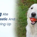 My Dog Ate Hard Plastic And is Throwing Up: What To Do Now?