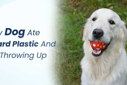 My Dog Ate Hard Plastic And is Throwing Up: What To Do Now?