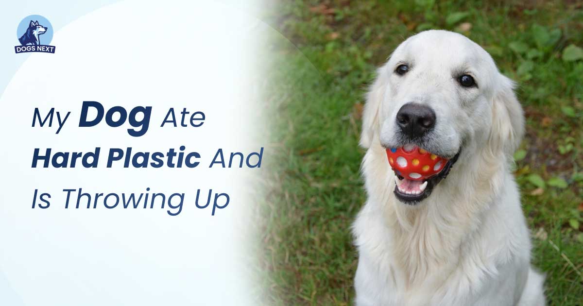 My Dog Ate Hard Plastic And is Throwing Up: What To Do Now?