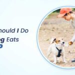 what should i do if my dog eats plastic 2