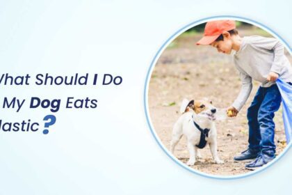 what should i do if my dog eats plastic 2