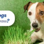 why do dogs eat grass