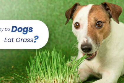 why do dogs eat grass