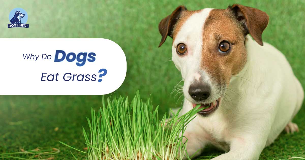 why do dogs eat grass