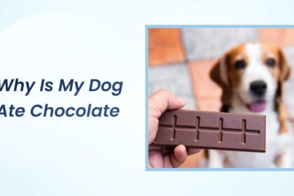 why is my dog ate chocolate