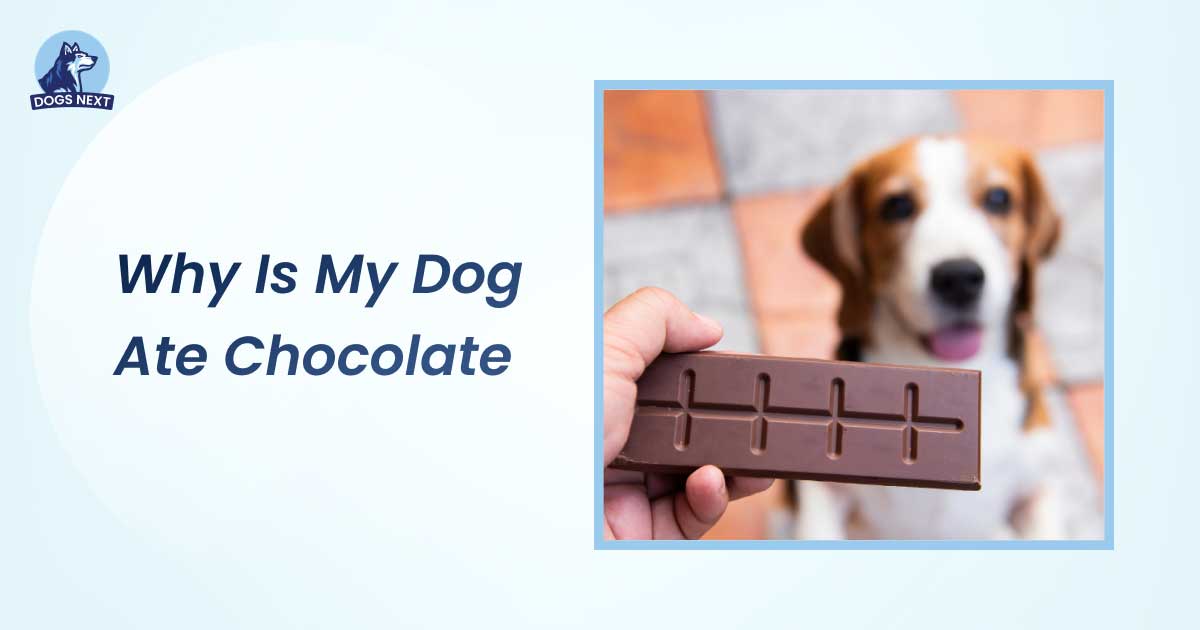 why is my dog ate chocolate