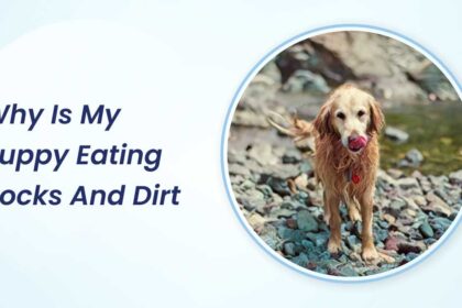 why is my puppy eating rocks and dirt