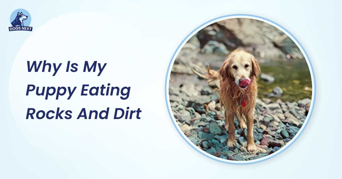 why is my puppy eating rocks and dirt