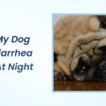 Why My Dog Has Diarrhea Only at Night