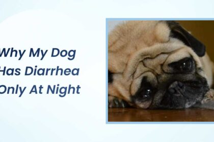 Why My Dog Has Diarrhea Only at Night