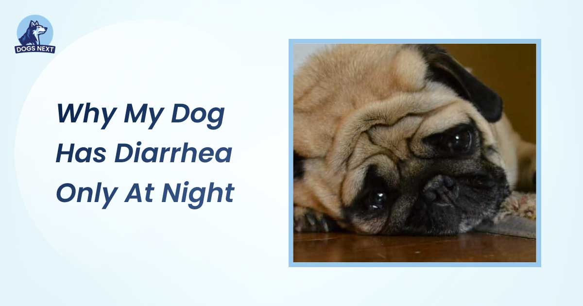 Why My Dog Has Diarrhea Only at Night