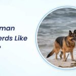 Do German Shepherds Like Water