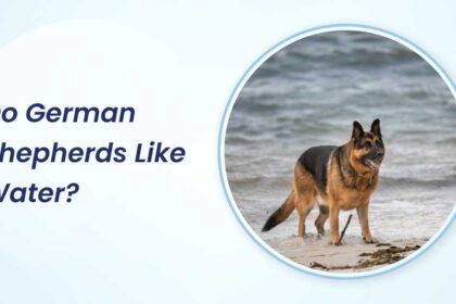 Do German Shepherds Like Water