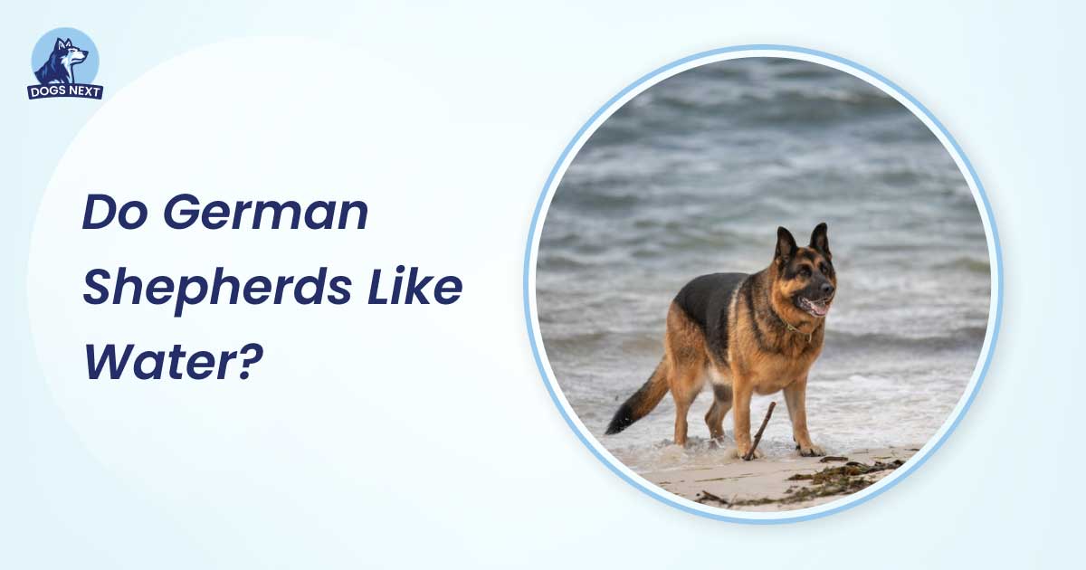 Do German Shepherds Like Water