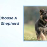 How to Choose a German Shepherd Puppy