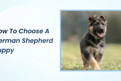 How to Choose a German Shepherd Puppy