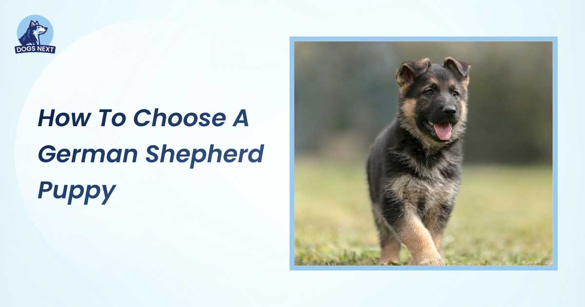 How to Choose a German Shepherd Puppy