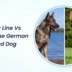 Working Line Vs. Show Line German Shepherd Dog