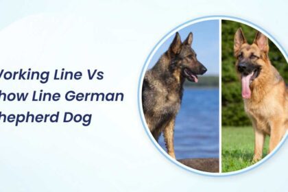 Working Line Vs. Show Line German Shepherd Dog