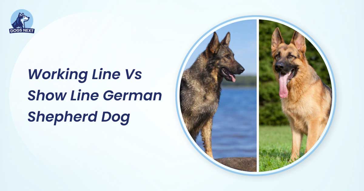 Working Line Vs. Show Line German Shepherd Dog