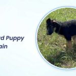 German Shepherd Puppy Potty Train