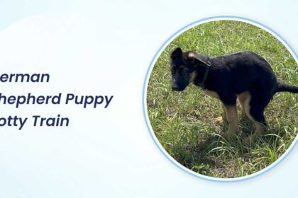 German Shepherd Puppy Potty Train