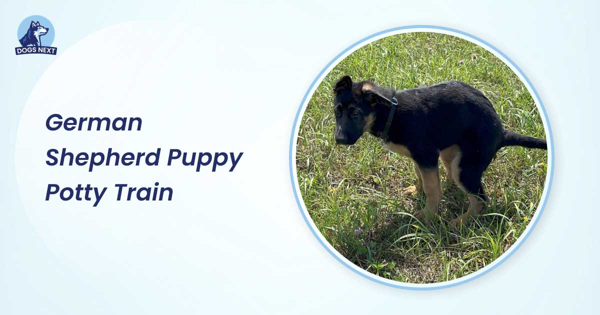 German Shepherd Puppy Potty Train