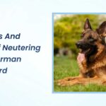 Pros And Cons of Neutering Your German Shepherd