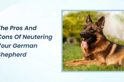 Pros And Cons of Neutering Your German Shepherd