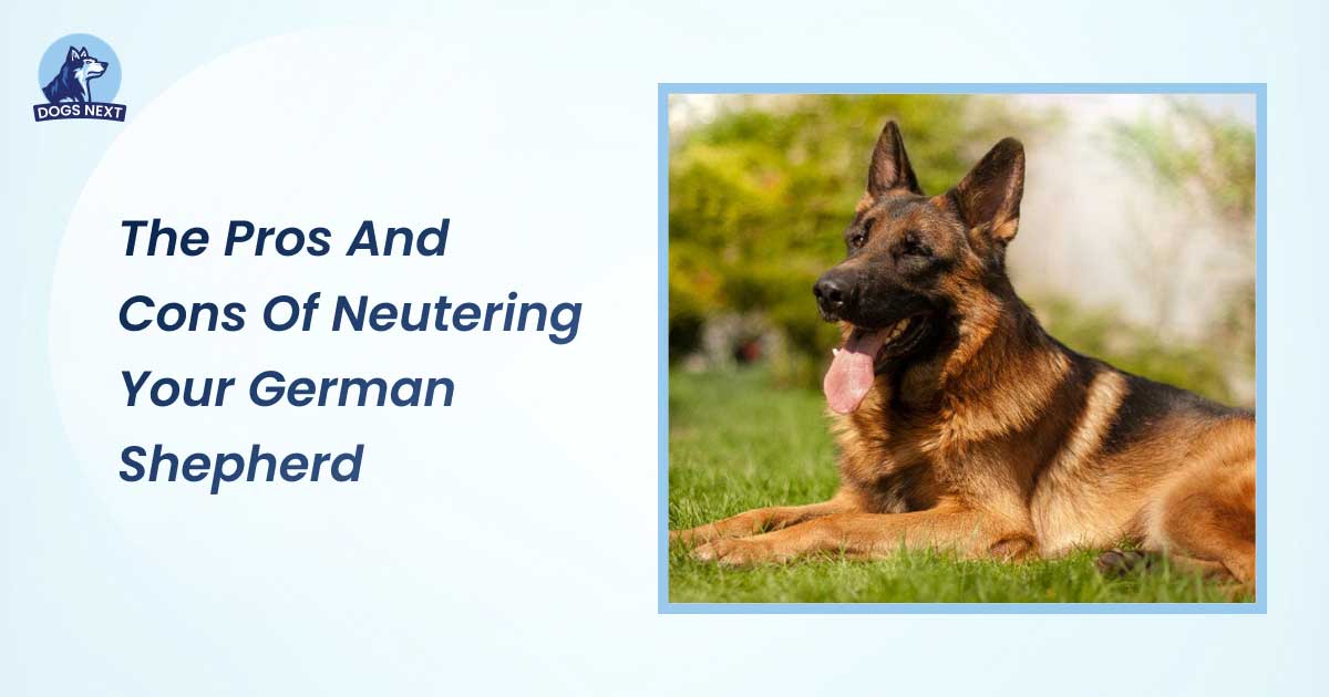 Pros And Cons of Neutering Your German Shepherd