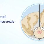 Fishy Smell from Anus in Male Dog