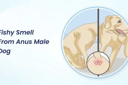 Fishy Smell from Anus in Male Dog