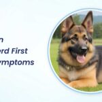 German Shepherd First Heat Symptoms