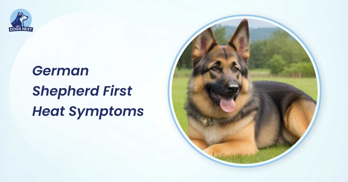 German Shepherd First Heat Symptoms