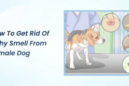 How to Get Rid of Fishy Smell from Female Dog