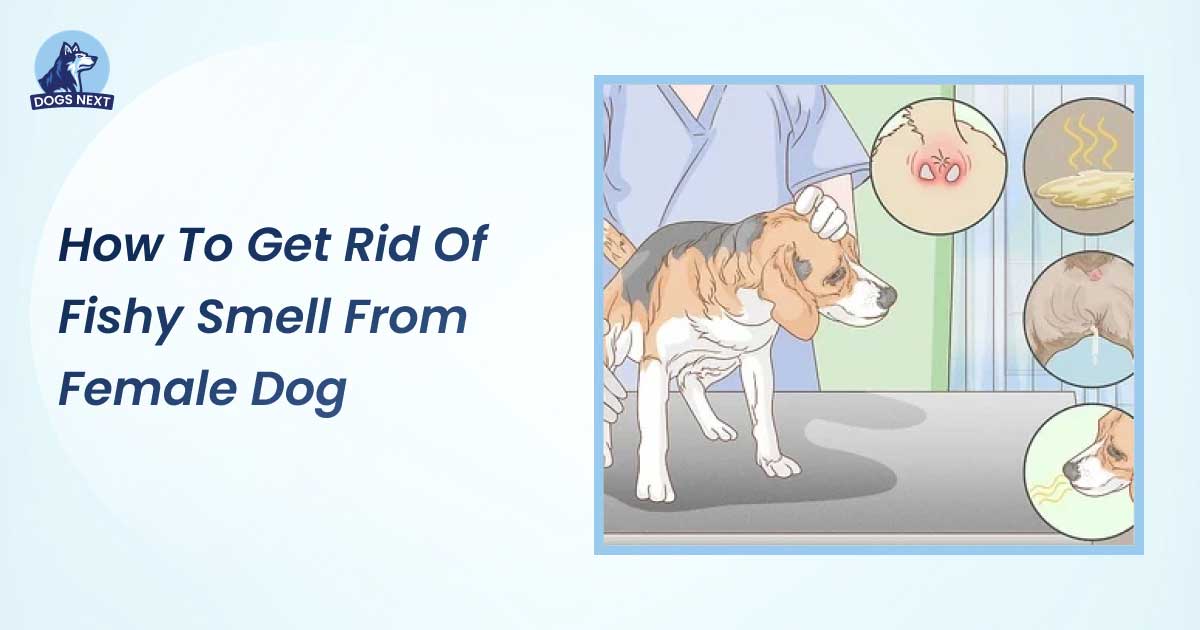 How to Get Rid of Fishy Smell from Female Dog