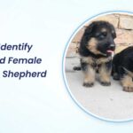 How to Identify Male And Female German Shepherd Puppy