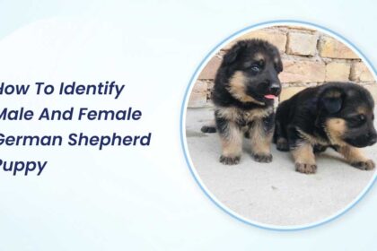 How to Identify Male And Female German Shepherd Puppy