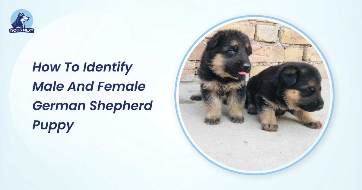 How to Identify Male And Female German Shepherd Puppy