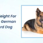 Ideal Weight for Female German Shepherd Dog