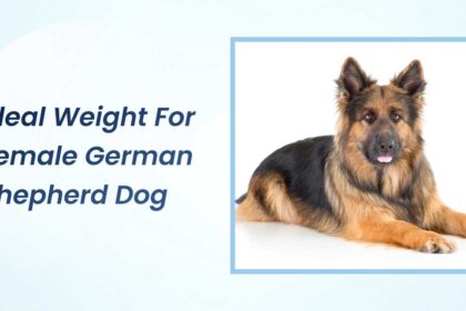 Ideal Weight for Female German Shepherd Dog