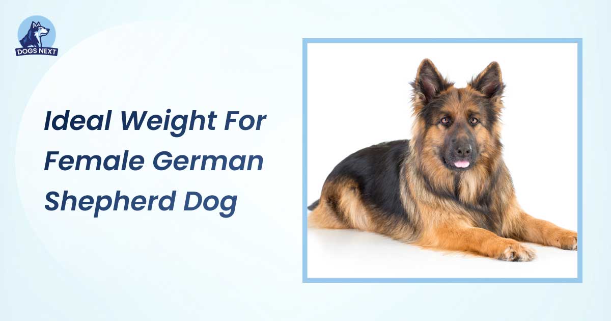 Ideal Weight for Female German Shepherd Dog