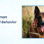 Male German Shepherd Behavior Stages