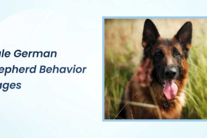 Male German Shepherd Behavior Stages