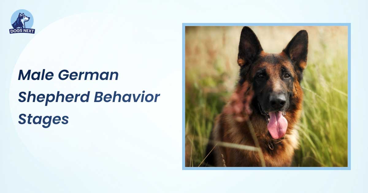 Male German Shepherd Behavior Stages