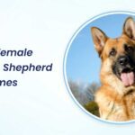 Strong Female German Shepherd Dog Names